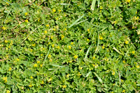 Draadklaver; Slender trefoil; Trifolium micranthum