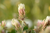 Longheaded Clover; Trifolium incarnatum subsp. molinerii;