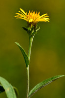 Zwitserse alant; Inula helvetica