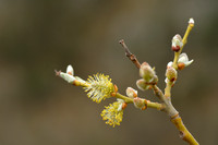 Berijpte wilg; Violet Willow; Salix daphnoides