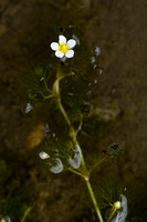 Kleine waterranonkel; Common water-crowfoot; Ranunculus trichoph