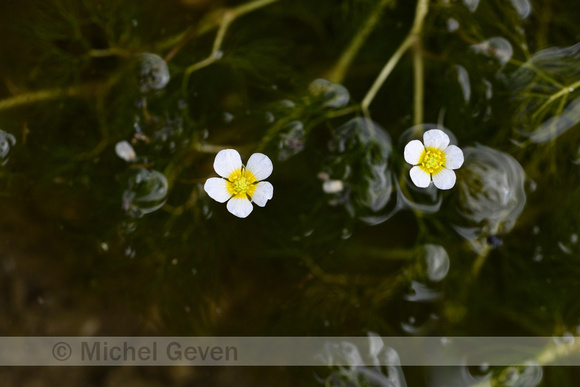 Kleine waterranonkel; Common water-crowfoot; Ranunculus trichoph