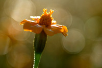 Afrikaantje; Marigold; Tagetes tenuifolia;