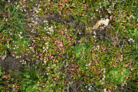 Klein bronkruid; Dwarf montia; Montia arvensis