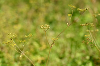 Brandpastinaak - Wild Parsnip - Pastinaca sativa subsp. urens
