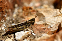 Alpenratelaar; Eisentraut's Bow-winged Grasshopper; Chrothippus