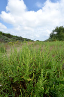 Zandambrosia - Perennial Ragweed - Ambrosia psilostachya