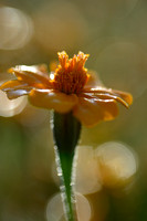 Afrikaantje; Marigold; Tagetes tenuifolia;