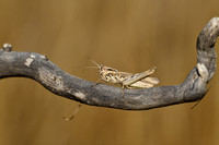 Alpenratelaar; Eisentraut's Bow-winged Grasshopper; Chrothippus
