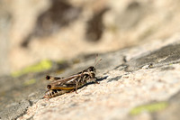 Alpenratelaar; Eisentraut's Bow-winged Grasshopper; Chorthippus