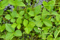 Waterdrieblad; Bogbean; Menyanthes trifoliata
