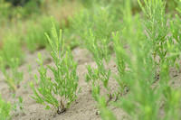 Zandambrosia; Perennial; Ragweed; Ambrosia psilostachya