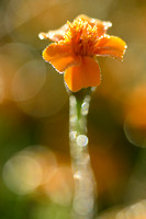 Afrikaantje - Marigold - Tagetes tenuifolia