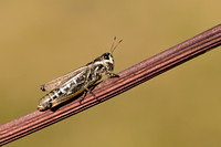 Alpenratelaar; Eisentraut's Bow-winged Grasshopper; Chorthippus