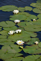 Witte waterlelie; White Water Lily; Nymphaea alba