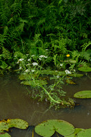 Watertorkruid; Fine-leaved Water-dropwort; Oenanthe aquatica