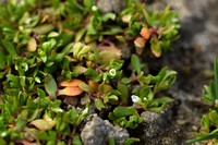 Klein bronkruid; Dwarf montia; Montia arvensis