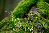 Ruige veldbies; Hairy Wood-rush; Luzula pilosa