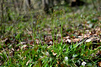 Grote veldbies; Great Wood-rush; Luzula sylvatica