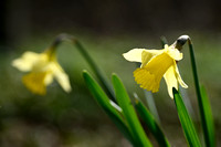 Wilde Narcis; Wild Daffodil; Narcissus psuedonarcissus
