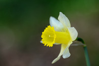Wilde Narcis; Wild Daffodil; Narcissus psuedonarcissus