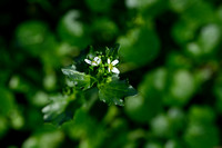 Zinklepelblad; Pyrenean Scurvygrass; Cochlearia pyrenaica