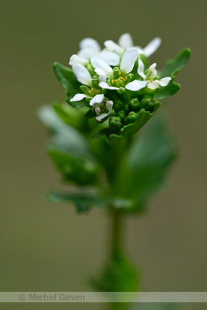 Zinklepelblad; Pyrenean Scurvygrass; Cochlearia pyrenaica