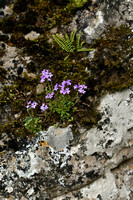Alpenbalsem Erinus alpinus