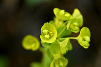 Amandelwolfsmelk; Wood spurge; Euphorbia amygdaloides