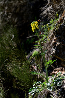 Behaarde mosterd - Sinapis pubescens