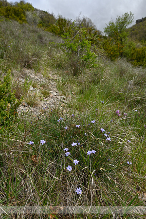Biesalelie; Aphyllanthes monspeliensis