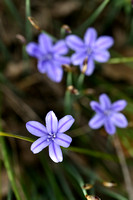 Biesalelie; Aphyllanthes monspeliensis