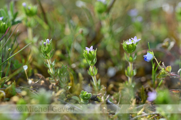 Blauw walstro; Field Madder; Sherardia arvensis