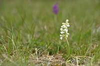 Harlekijn; Green Veined Orchid; Anacampis morio