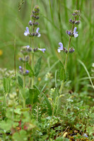 Kleinbloemige salie; Wild Clary; Salvia verbenaca subsp clandestina