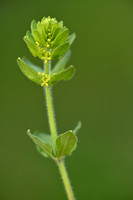 Kruisbladwalstro; Crosswort; Cruciata laevipes