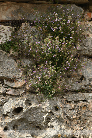Marjoleinbekje; Malling Toadflax; Chaenorhinum origanifolium