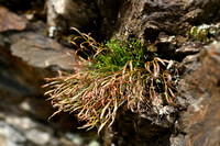 Noordse streepvaren; Forked Spleenwort; Asplenium septentrionale
