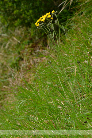 Paardenbloemstreepzaad; Beaked Hawk's-beard; Crepis vesicaria