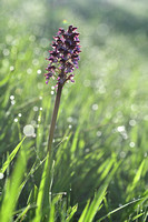 Purperorchis; Lady orchid; Orchis purpurea