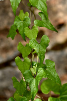 Spekwortel; Black Bryony; Tamus communis
