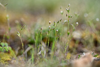 Steenhoornbloem; Cerastium pumilum