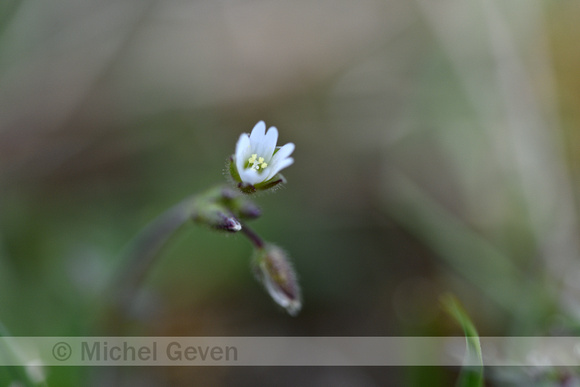 Steenhoornbloem; Cerastium pumilum