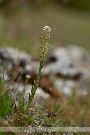 Veldkruidkers; Field Pepperwort; Lepidium campestre