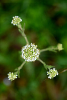 Veldkruidkers; Field Pepperwort; Lepidium campestre