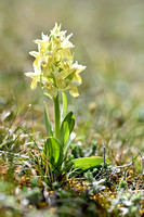 Vlierorchis; Elder-Flowered Orchid; Dactylorhiza sambucina
