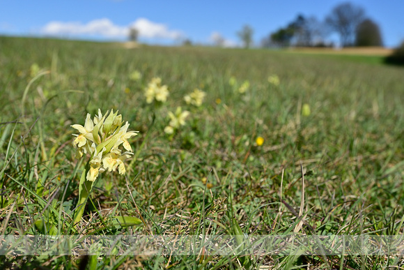 Vlierorchis; Elder-Flowered Orchid; Dactylorhiza sambucina