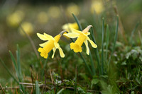 Wilde narcis; Wild Daffodil; Narcissus pseudonarcissus