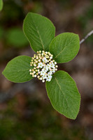 Wollige Sneeuwbal; Wayfaring Tree; Viburnum lantana;