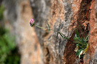 Wondklaver; Anthyllis vulneraria subsp. Rubiflora